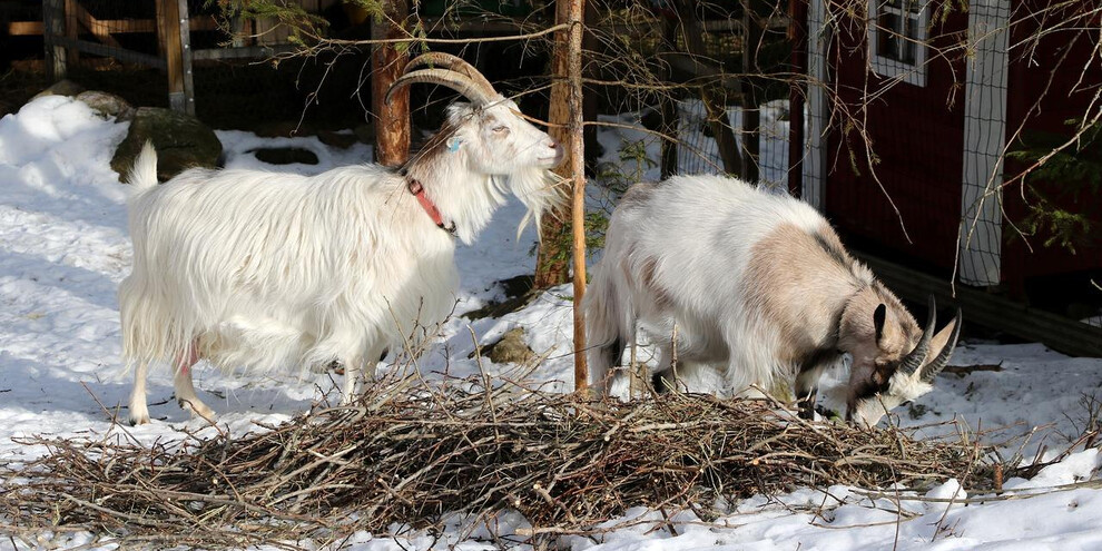 Maso Guez - Trekking con caprette | © Alpe Cimbra