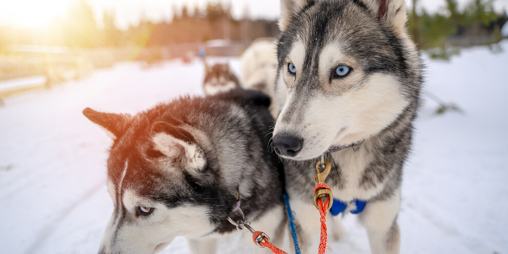 Dog Sledding, Val di Sole