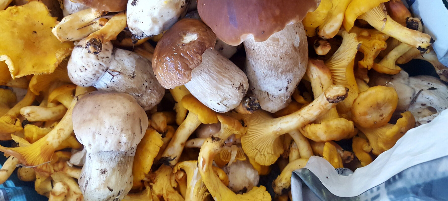 Funghi di bosco | © Archivio Trentino Mktg