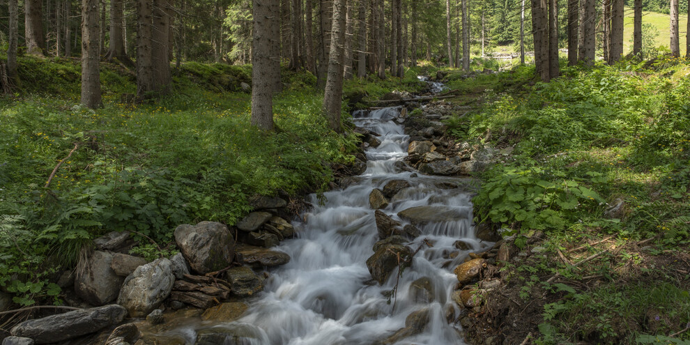 Val di Rabbi - Bosco e torrente | © Ronny Kiaulehn