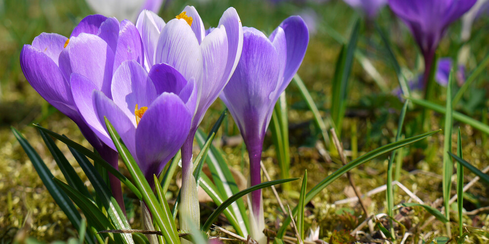 Walk among the flowering pastures