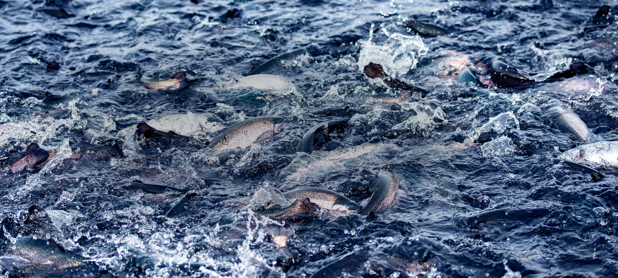 Trote alpine | © Archivio Trentino Mktg