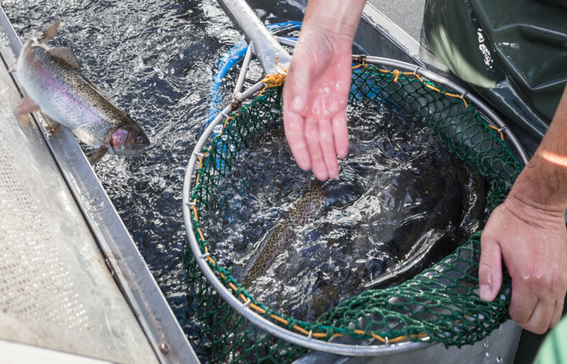 Trote e salmerini alpini