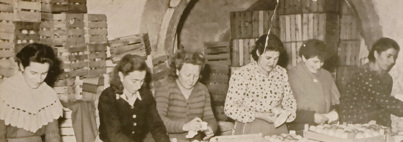 Raccolta mele | © Archivio Trentino Mktg