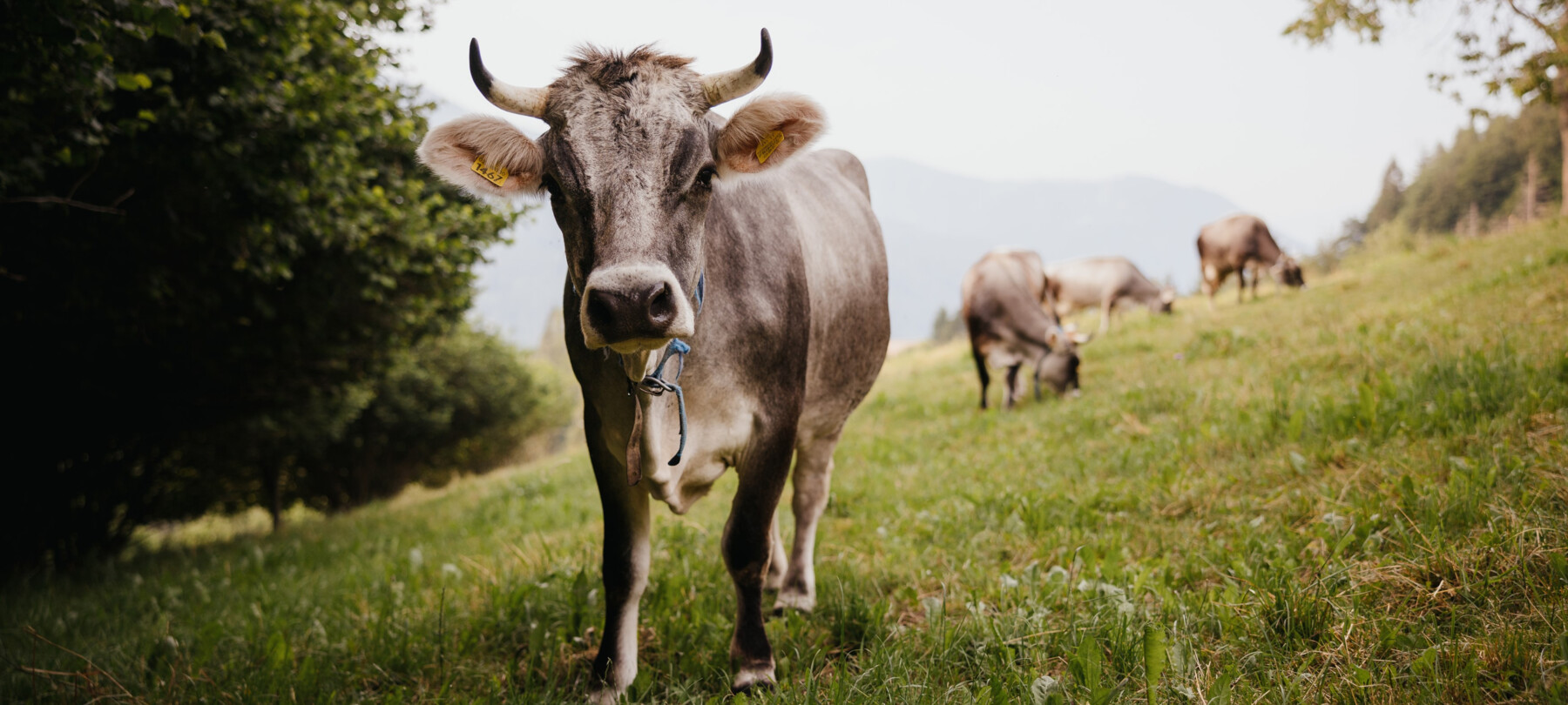 Sustainable Valsugana