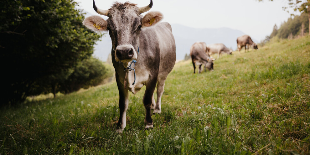 A cow…in the family