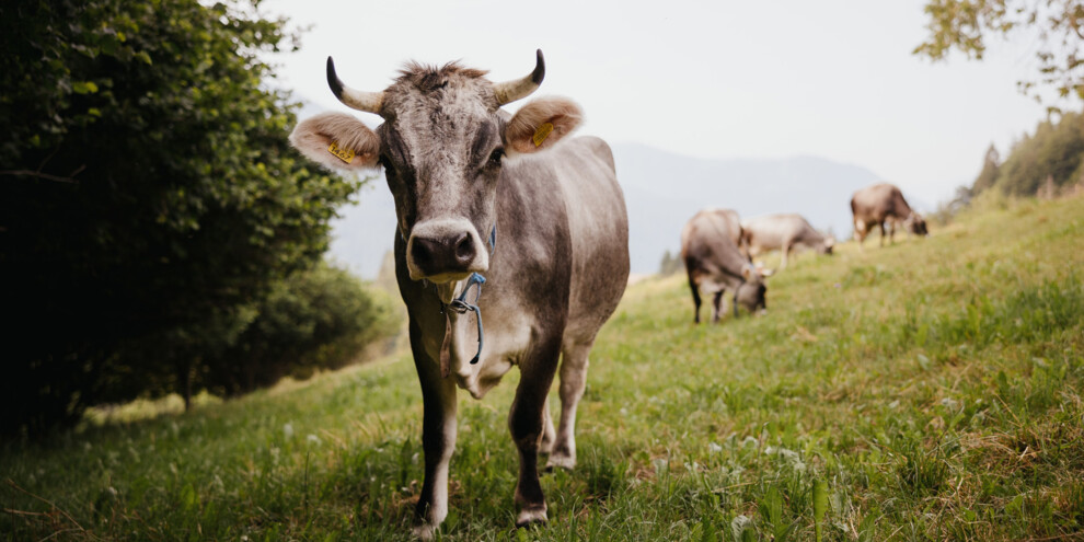 Eine Kuh... in der Familie