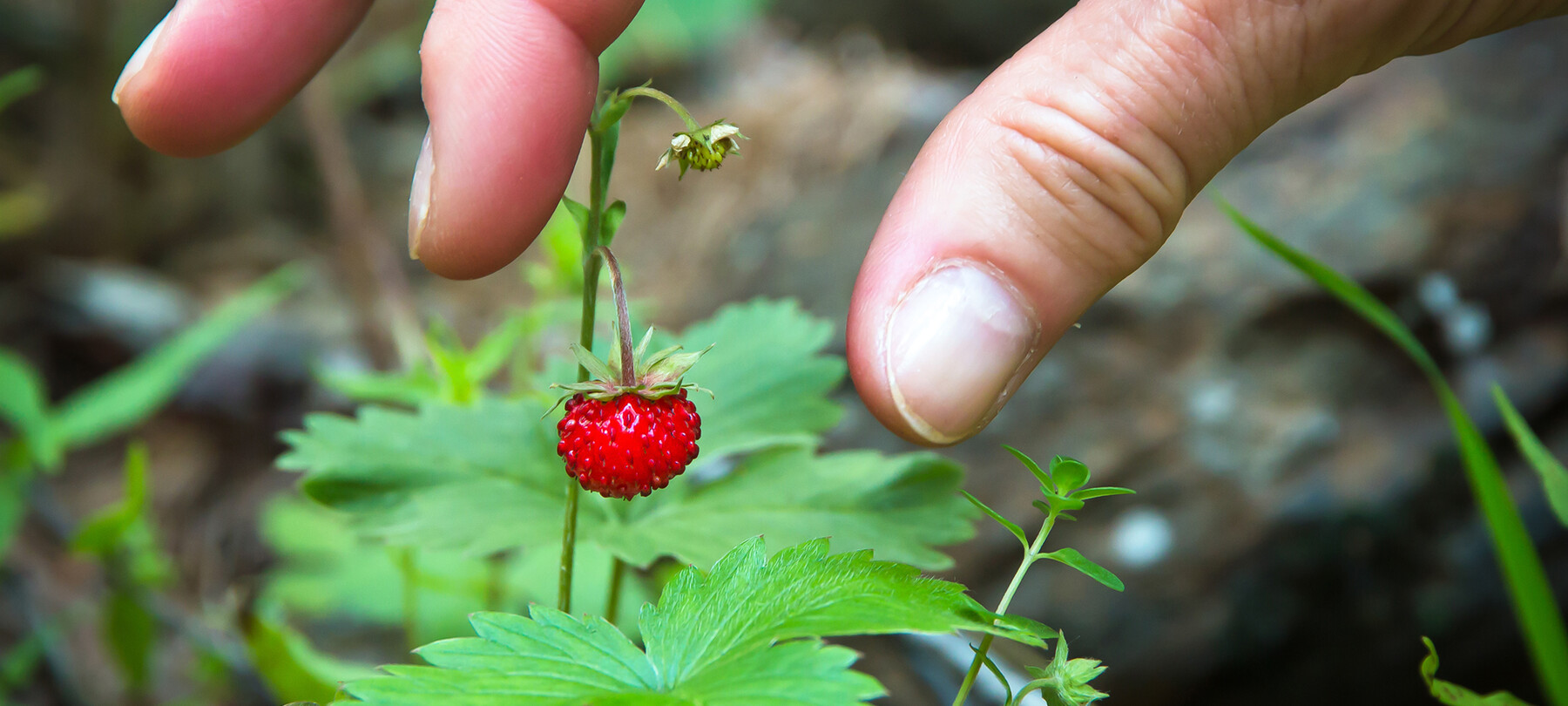 fragoline di bosco | © Archivio Trentino Mktg