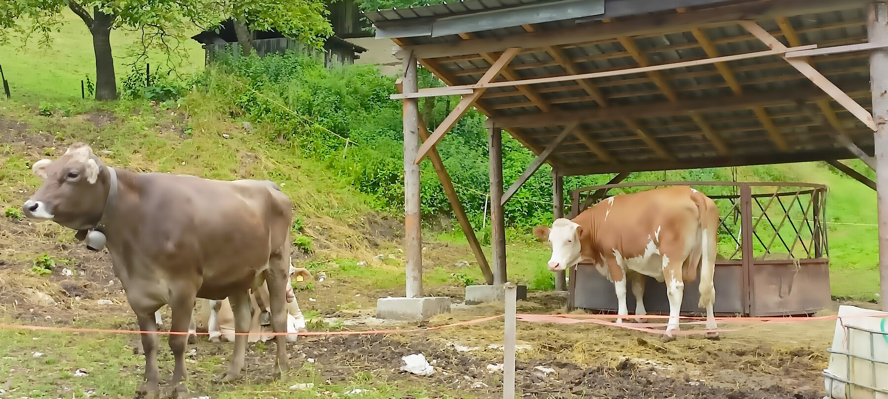 Mucche Latte Ledro | © Archivio Trentino Mktg