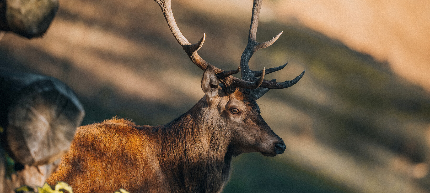 The bellow of the stag in Trentino