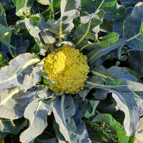 Broccolo di Torbole | © Archivio Trentino Mktg