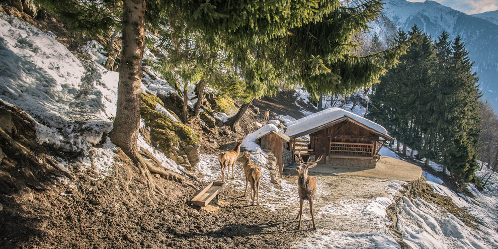 Area-Faunistica-Peio_Ph-Tommaso-Prugnola-Archivio-APT-Val-di-Sole | © Tommaso-Prugnola-Archivio-APT-Val-di-Sole