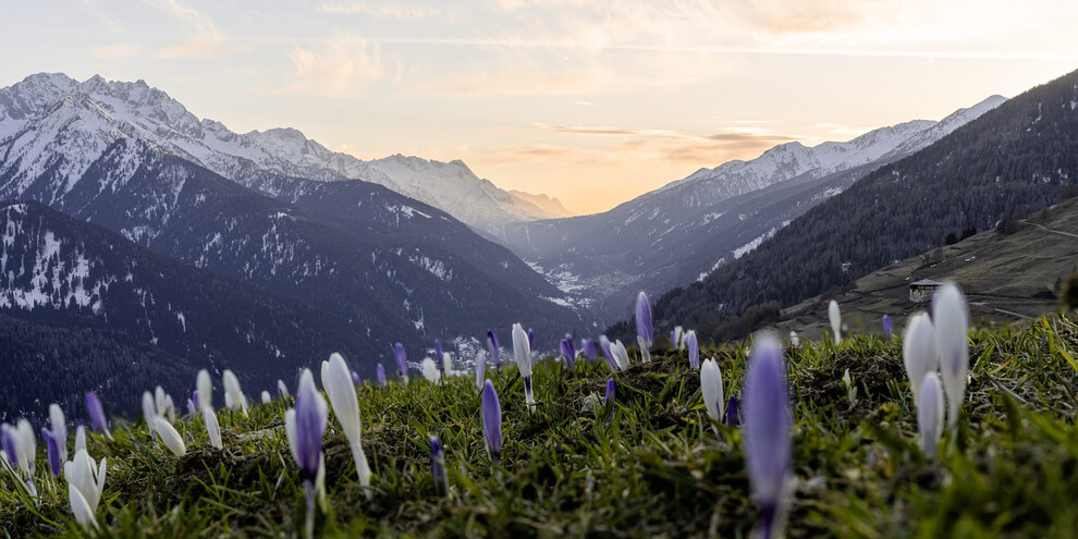 Crocus - Val di Sole | © Apt Val di Sole