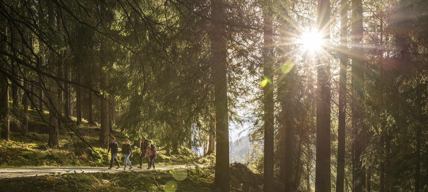 Quattro persone camminano lungo un sentiero nel bosco. Indossano abiti leggeri, adatti alla stagione primaverile. I raggi del sole che attraversano l’intrico degli alberi creano riflessi e giochi di luce. Le ombre sono lunghe, non deve mancare molto al tramonto.