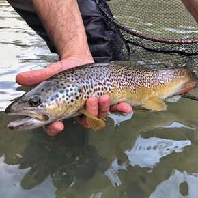 The Queen of Waters in Trentino