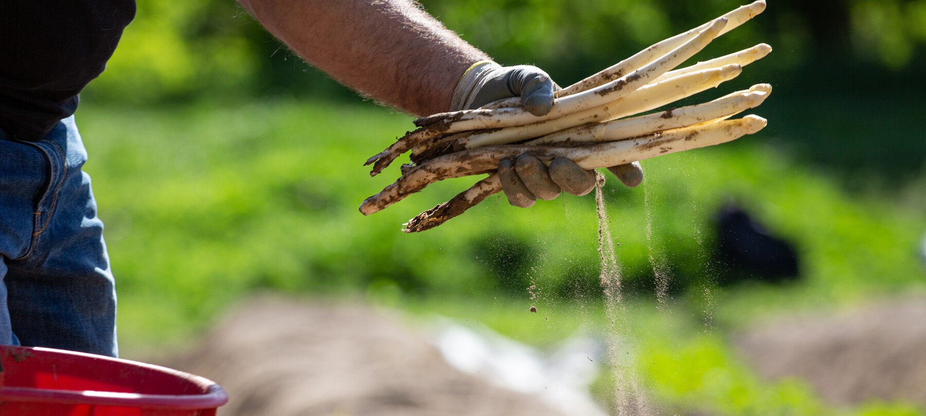 Frisch gepflückter weißer Spargel, noch mit Erde verschmutzt. Wir befinden uns in der Ortschaft Zambana, die für den Anbau dieses wertvollen Gemüses bekannt ist.