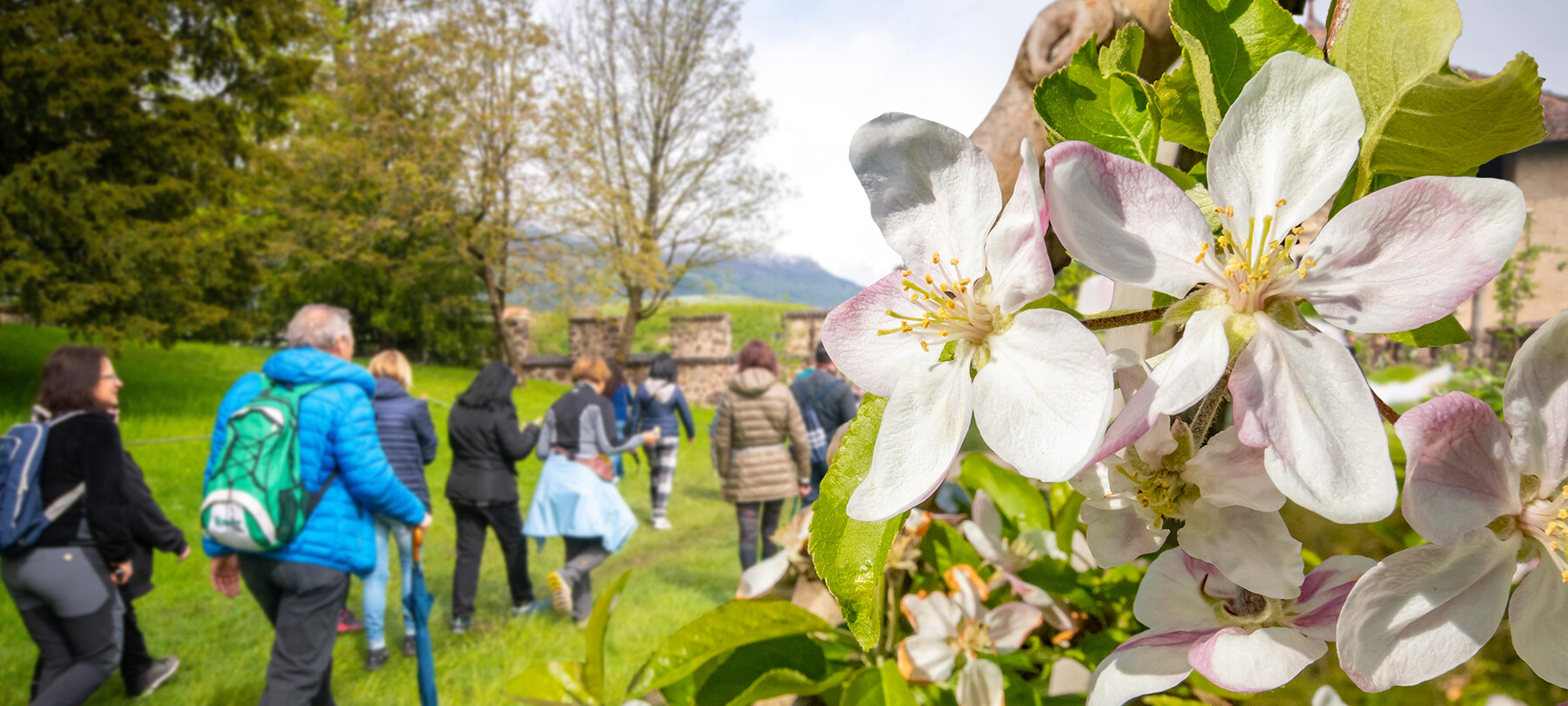 Eine Gruppe von Personen nimmt an der Veranstaltung Quattro ville in fiore (Vier Orte im Blütenmeer) teil, die von der Pro Loco von Tassullo organisiert wird. Sie überqueren eine Wiese, die von blühenden Apfelbäumen gesäumt wird. Eine zaghaft scheinende Sonne lässt das Wiesengras und das zarte Rosa der Blütenblätter leuchten.