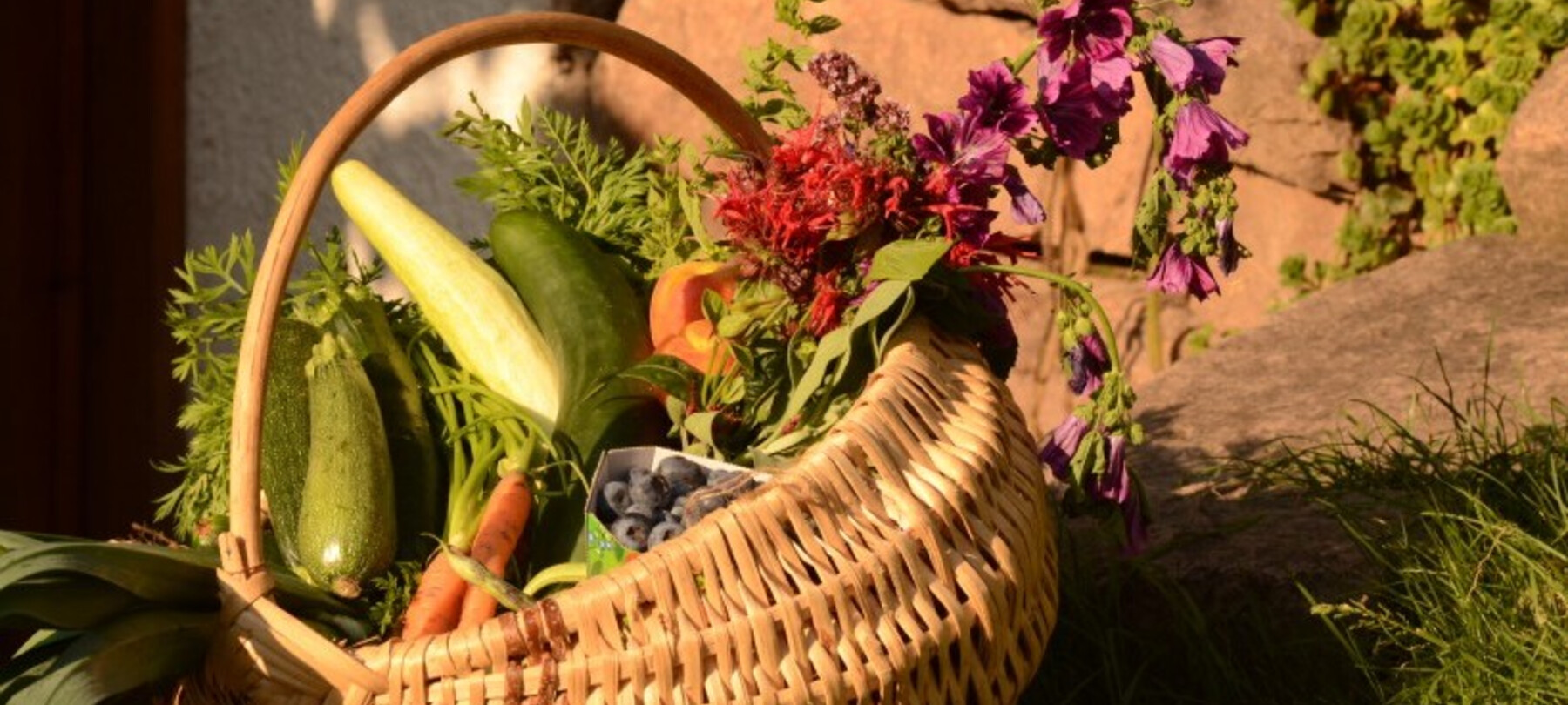 Borówki z łańcucha Trentino