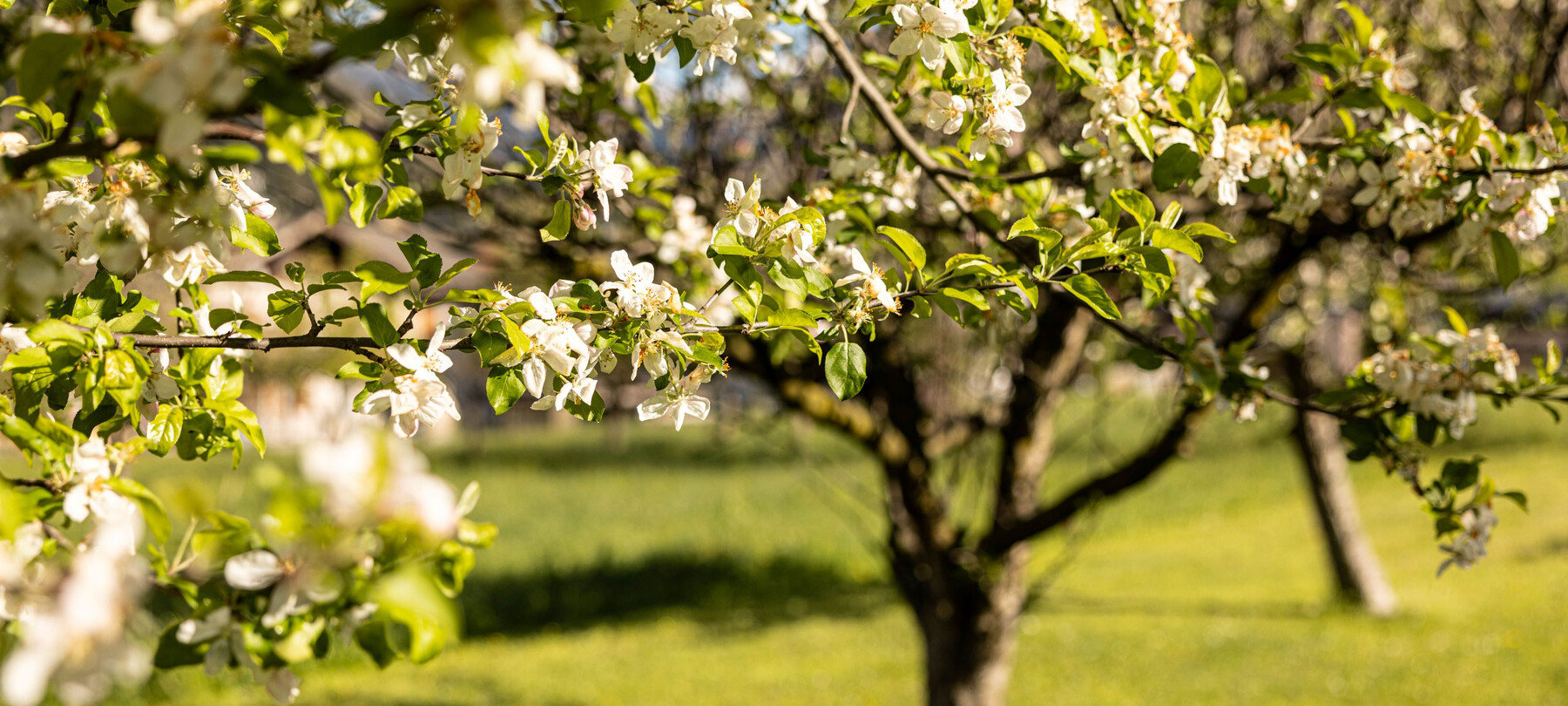 In den Bergen von Primiero: von den Kanopenminen bis zu den Stolen des Ersten Weltkriegs