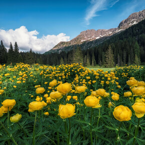 Val di Fassa - Passo San Pellegrino  | © Alochet  