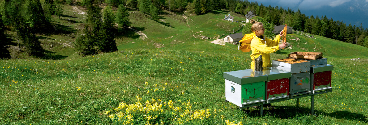 Stories of life in Trentino