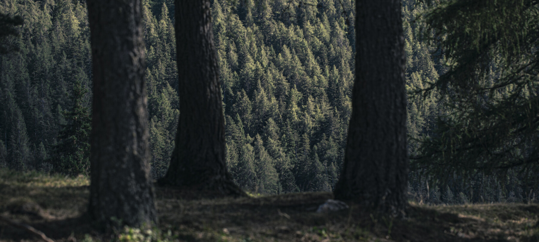 Val di Non sostenibile