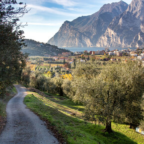 Alto Garda - Garda Trentino - Riva del Garda - Brione - Raccolta Olive | © Fabio Staropoli