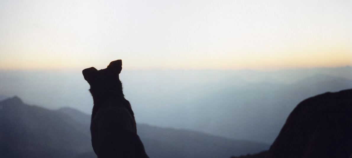 Pet Registry: dogs, cats and ferrets