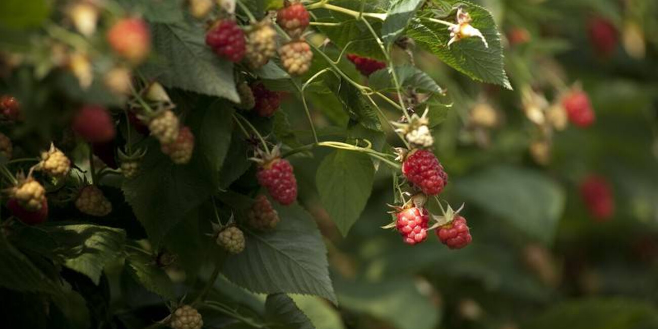 Baselga di Pine'   #7