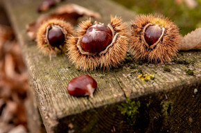 Castagne