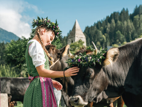 Giovenche di razza Rendena