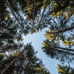 Fiemme in movimento 1