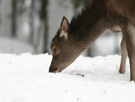 Parco in Famiglia_Inverno
