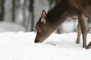 Parco in Famiglia_Inverno