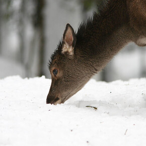 Parco in Famiglia_Inverno