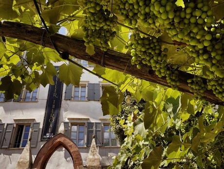 Mostra Muller thurgau