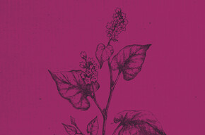 Fiera di San Francesco