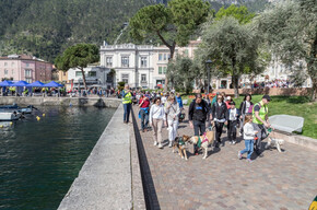 Maratona a sei zampe