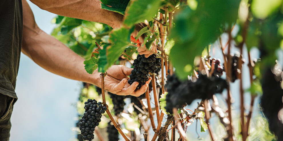 Reboro. Territorio&Passione