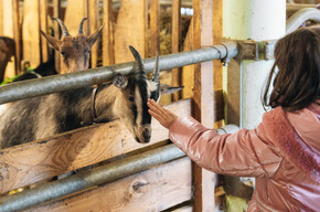 Benvenuti in fattoria
