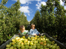 Adopt an apple tree