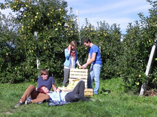 Adoptieren Sie einen Apfelbaum