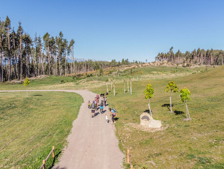 Bedolpian 2 Run - The Woodland Relay