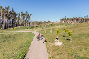 Bedolpian 2 Run - The Woodland Relay