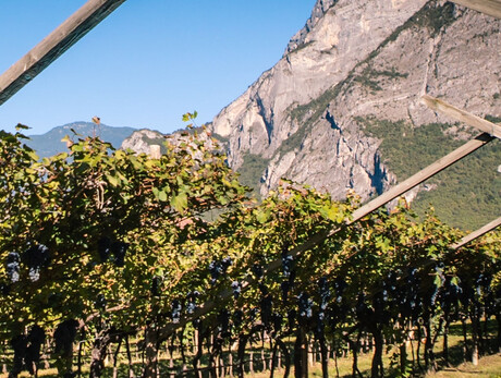 Dinner in the vineyard - De Vigili Winery