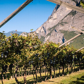 Dinner in the vineyard - De Vigili Winery