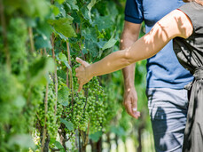 Comai Wine Experience - Vineyard, Cellar and Tasting