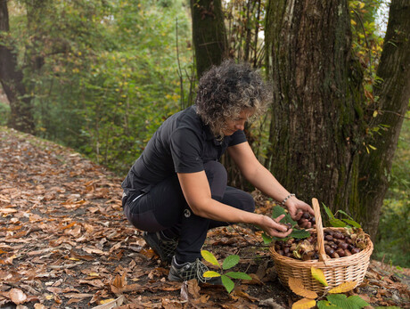 The Chiese marroni (chestnuts)