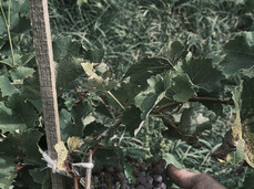 By bike among flowers and flavors - Val Rendena