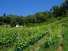 OUR ORGANIC FARM AT 360°